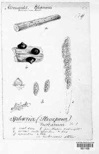 Stemphylium vesicarium image